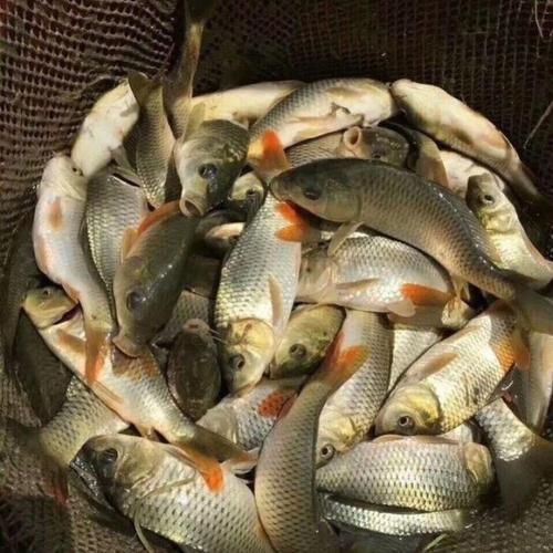 谷魚長(zhǎng)啥樣圖片