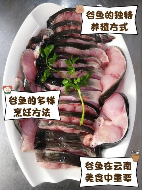 谷魚長(zhǎng)啥樣圖片