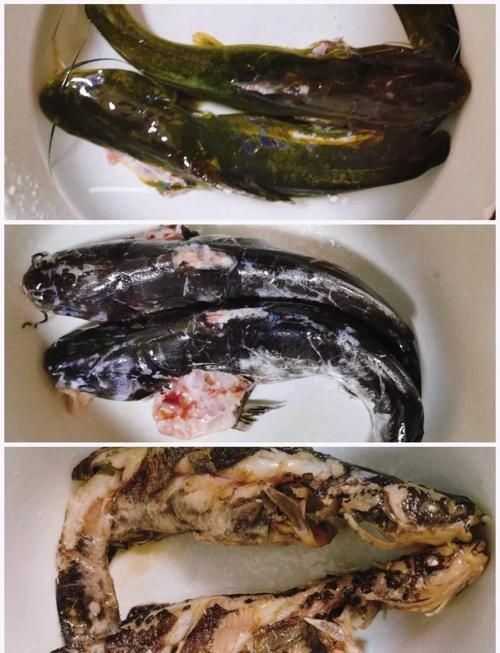 谷魚長(zhǎng)啥樣圖片