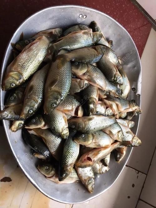 谷魚長(zhǎng)啥樣圖片