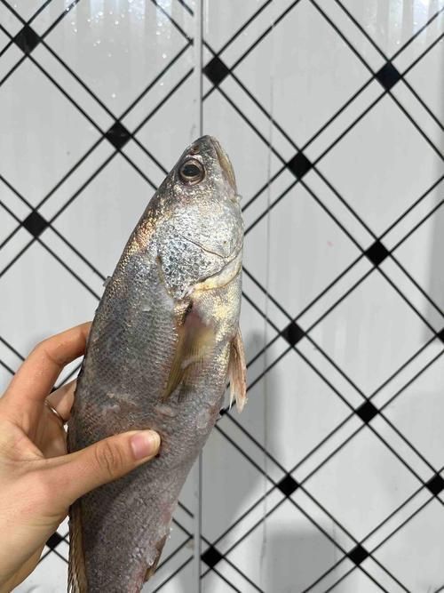 谷魚長(zhǎng)啥樣圖片