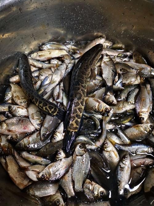 谷魚長(zhǎng)啥樣圖片