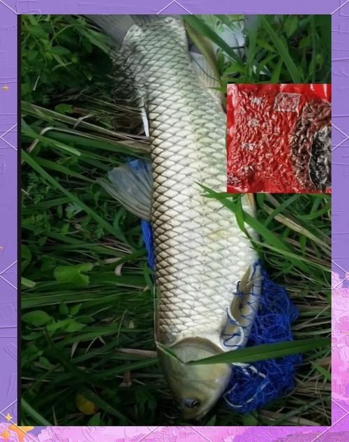 谷魚長(zhǎng)啥樣圖片