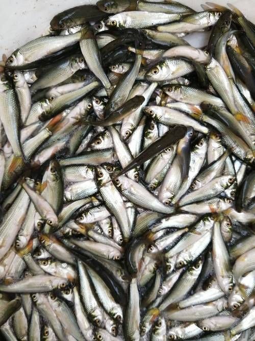 谷魚長(zhǎng)啥樣圖片