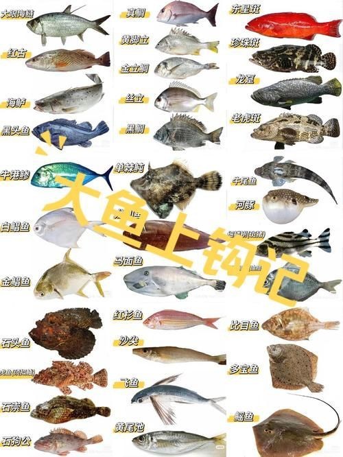 谷魚長(zhǎng)啥樣圖片