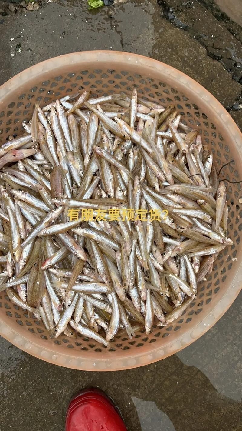 谷魚長(zhǎng)啥樣圖片