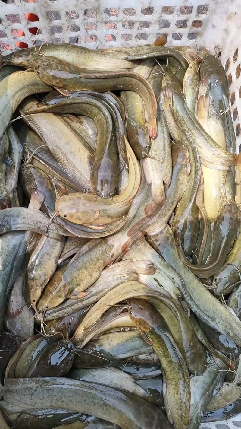 谷魚長(zhǎng)啥樣圖片