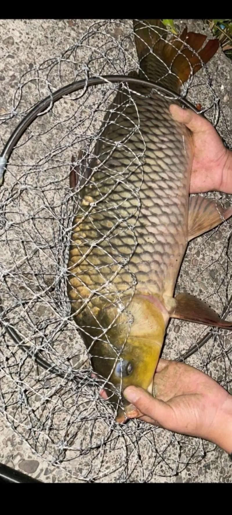 谷魚長(zhǎng)啥樣圖片