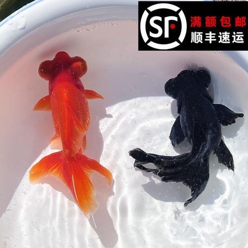 谷魚長(zhǎng)啥樣圖片