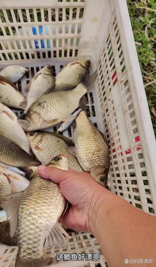谷魚長(zhǎng)啥樣圖片