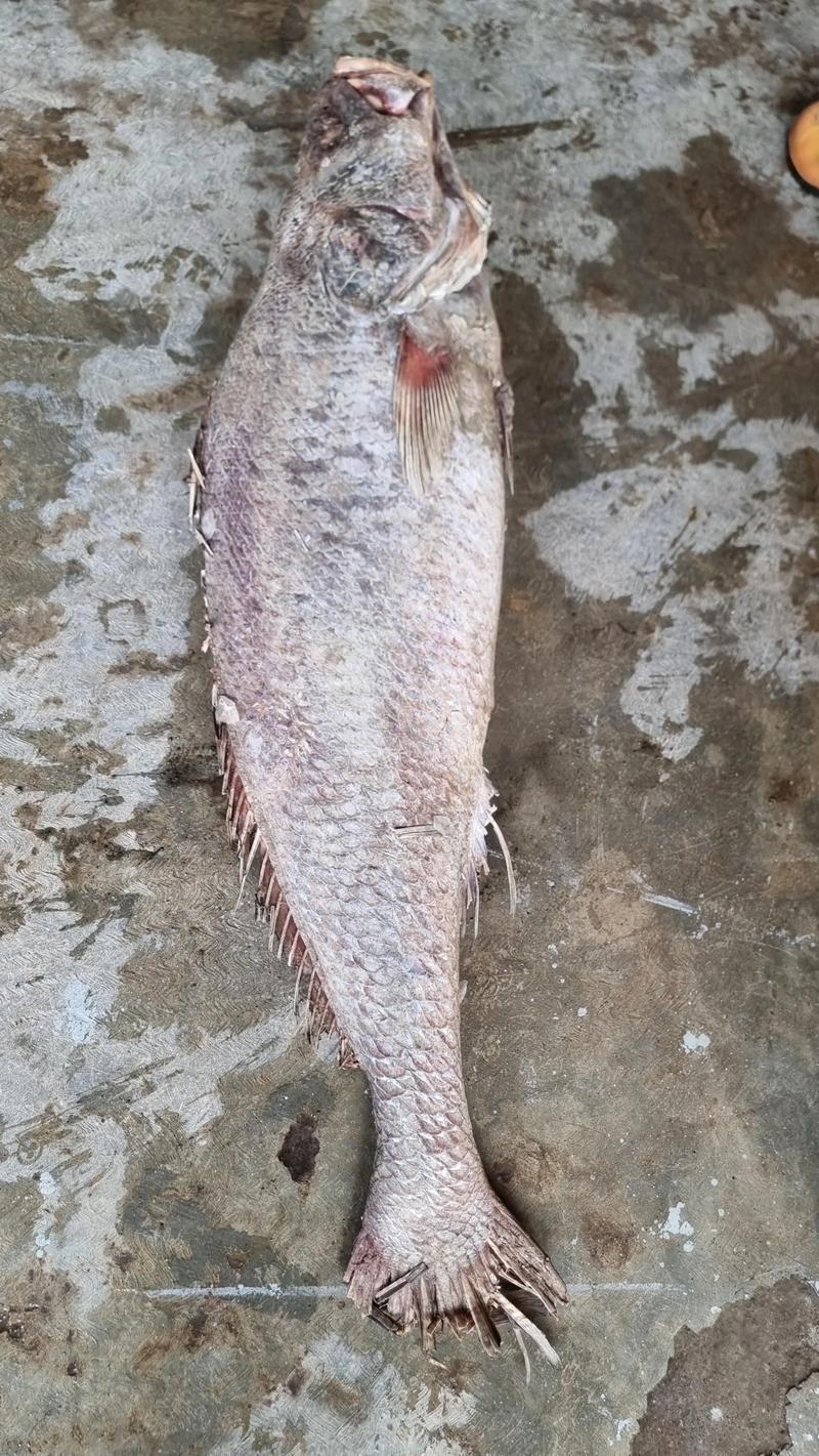 谷魚長(zhǎng)啥樣圖片