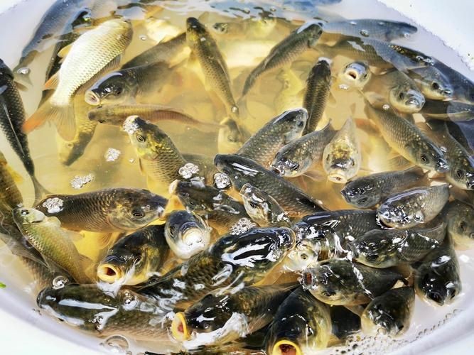 谷魚長(zhǎng)啥樣圖片