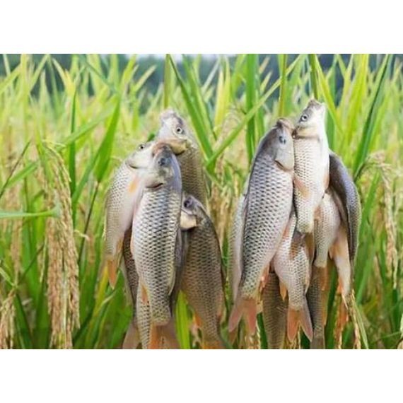谷魚長(zhǎng)啥樣圖片