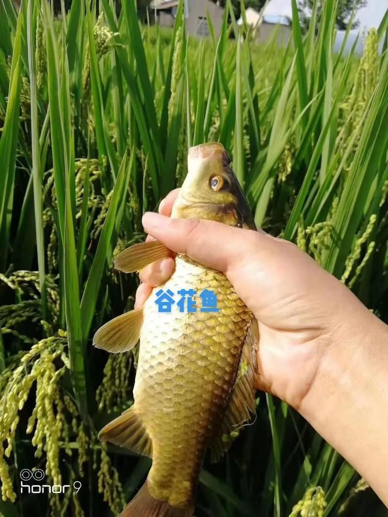 谷魚長(zhǎng)啥樣圖片