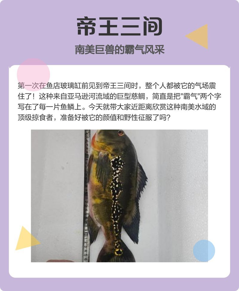 申古三間魚價(jià)格及圖片2023