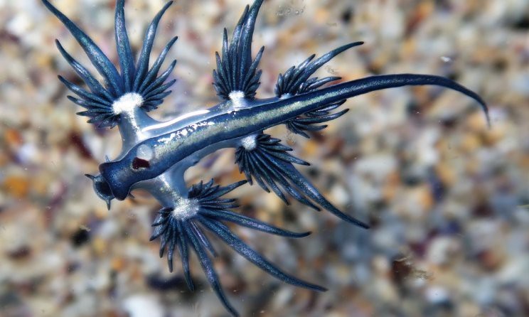 藍龍魚圖片高清圖片大全