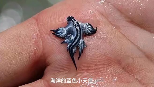 藍龍魚圖片高清圖片大全
