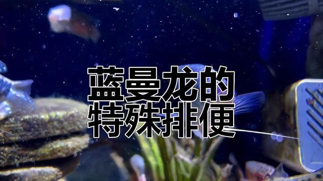 藍龍魚圖片高清圖片大全
