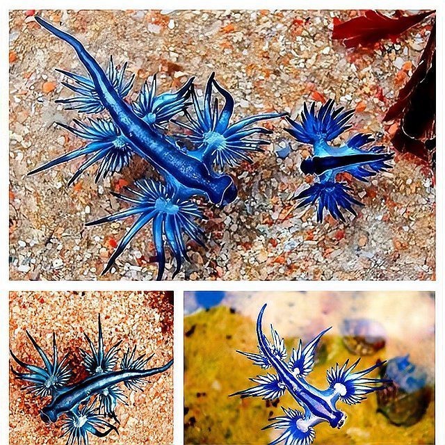 藍龍魚圖片高清圖片大全