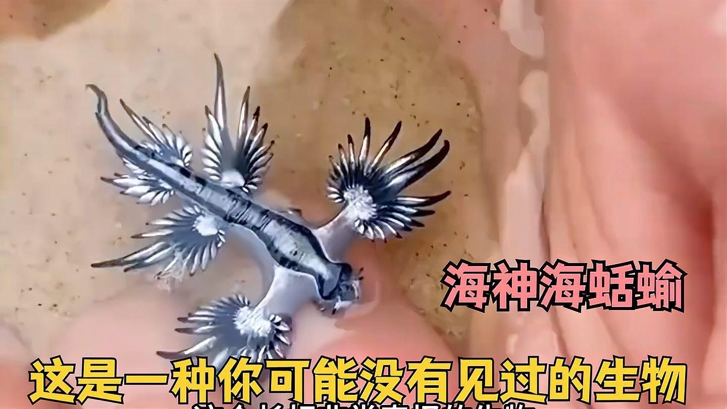 藍龍魚圖片高清圖片大全