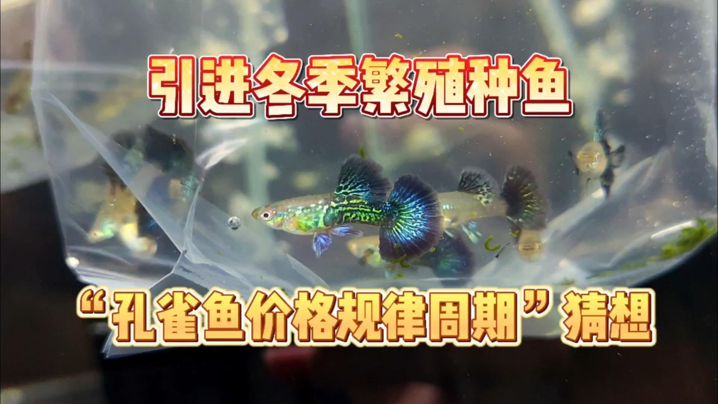藍龍魚圖片高清圖片大全
