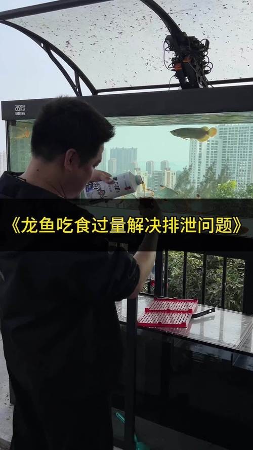 龍魚缸適合養(yǎng)什么魚圖片
