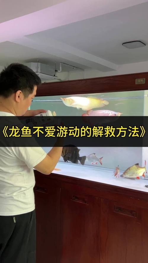 龍魚缸適合養(yǎng)什么魚圖片