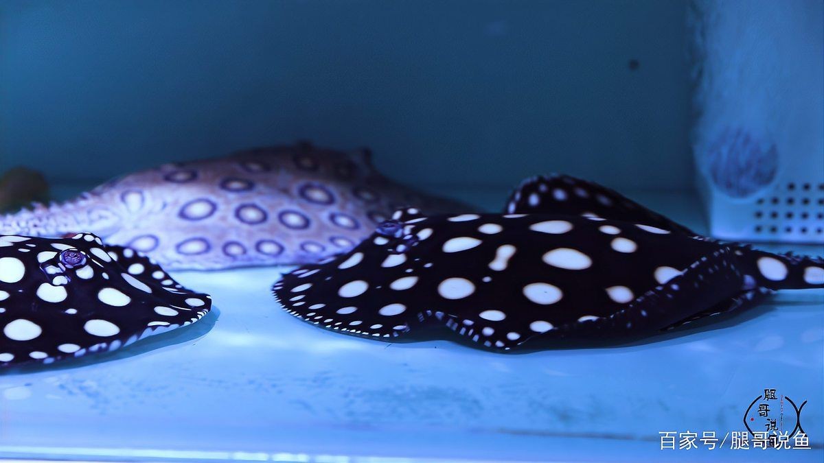 觀賞魚魟魚品種價格