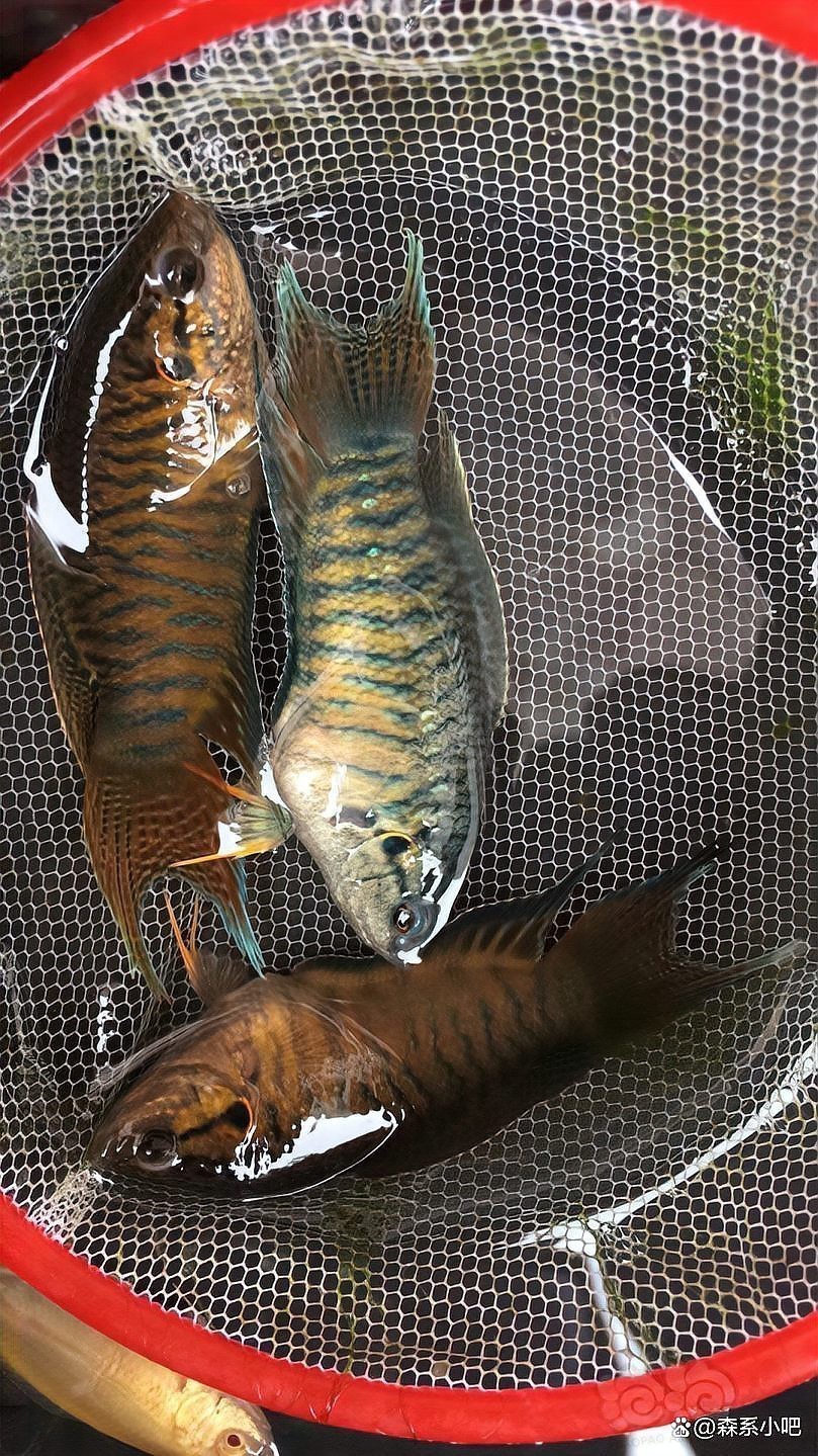 水族魚十大名牌排名