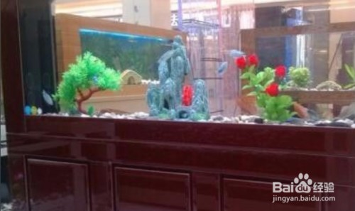 金龍魚和銀龍魚有什么區別（金龍魚和銀龍魚有什么區別?）