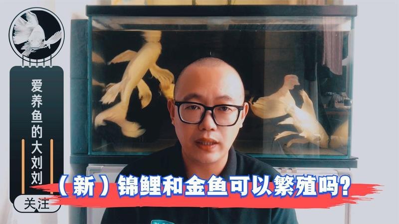 1.2米魚缸最忌三種魚
