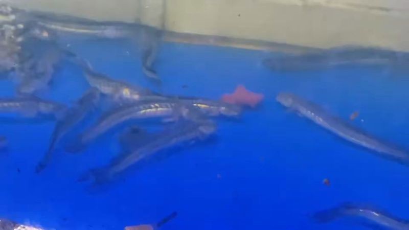 南美鰭龍魚價格
