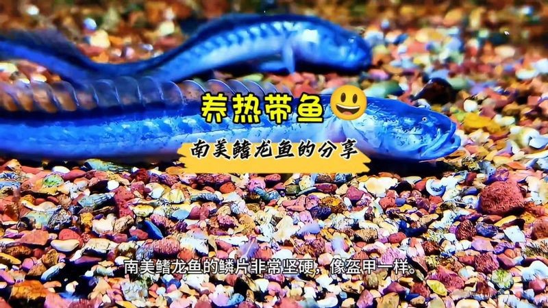 南美鰭龍魚價格