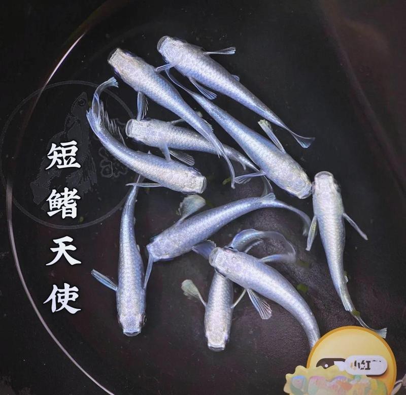 南美鰭龍魚價格