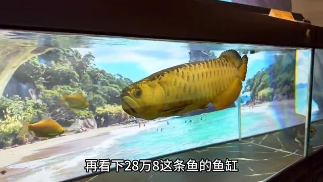 普通龍魚養殖需要哪些專業設備？