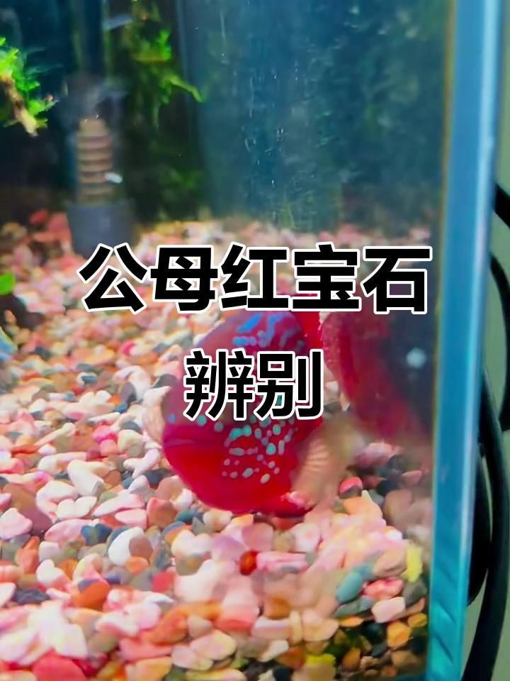 紅寶石魚(yú)公母視頻講解
