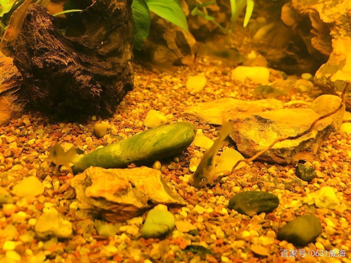 鼠魚哪個品種最好養