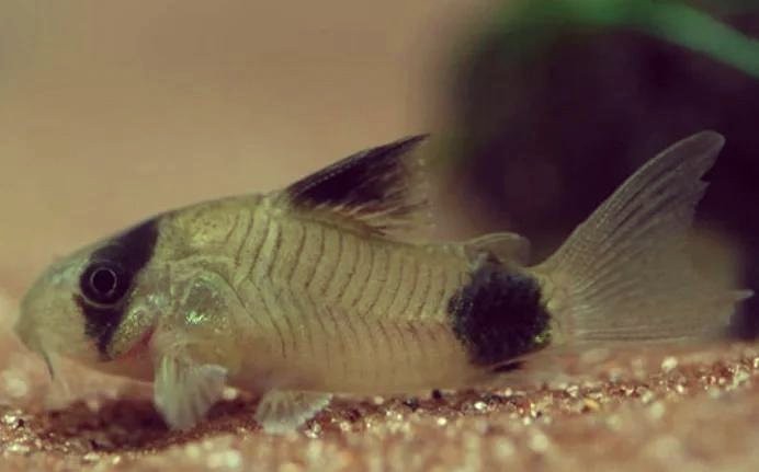 鼠魚哪個品種最好養