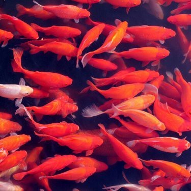 大正與昭和錦鯉哪個好養(yǎng)