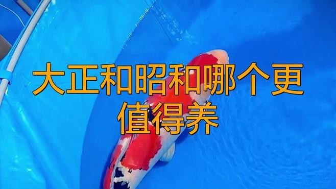大正與昭和錦鯉哪個好養(yǎng)