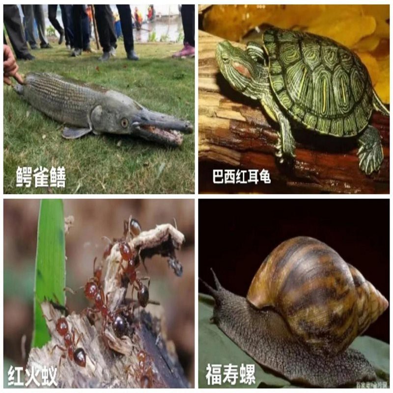 鱷雀鱔變白和陽光有關系嗎