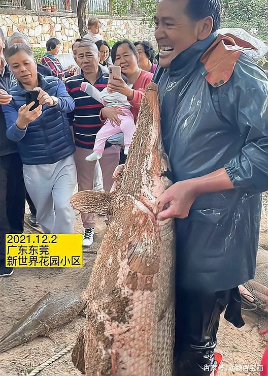 鱷雀鱔變白和陽光有關系嗎