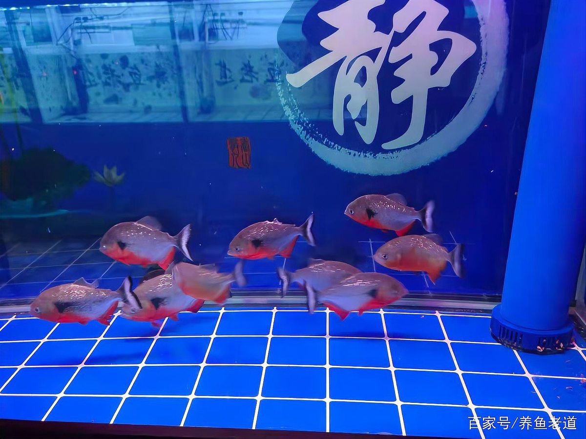 金龍魚(yú)換缸的最好辦法