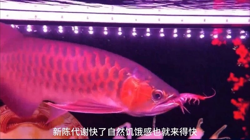 龍魚只吃飼料怎么辦啊
