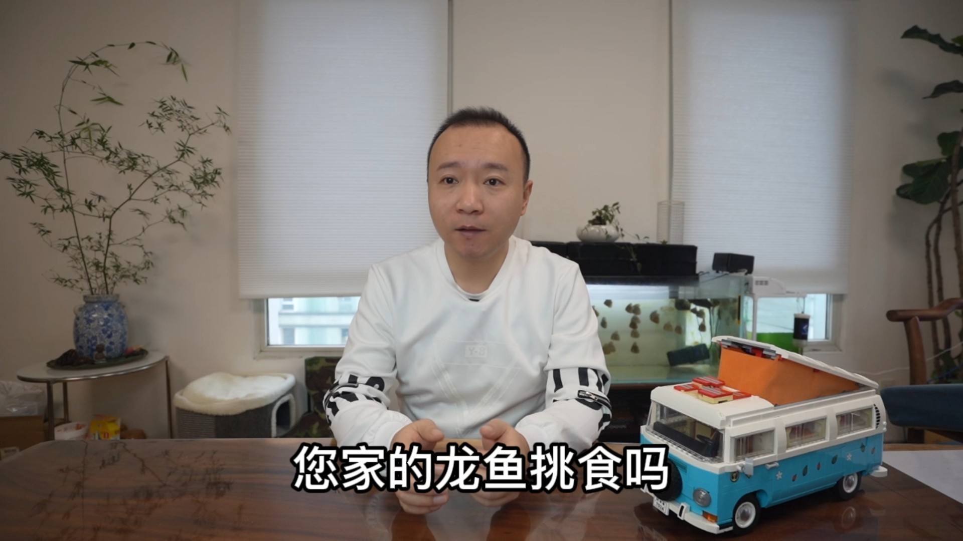 龍魚只吃飼料怎么辦啊