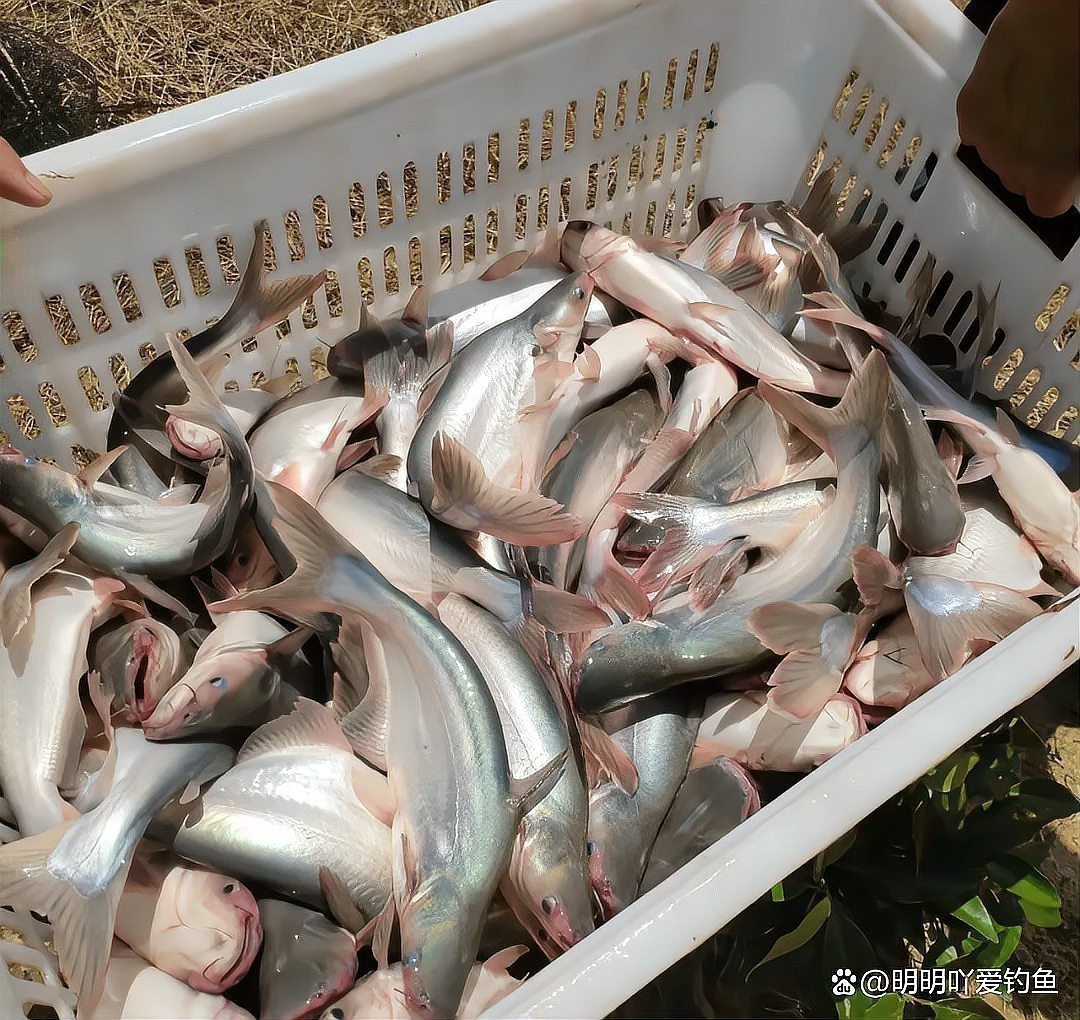 淡水白鯊魚價格