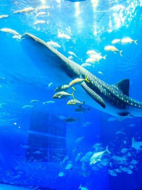 日本最大的水族館排名
