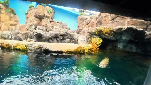日本最大的水族館排名