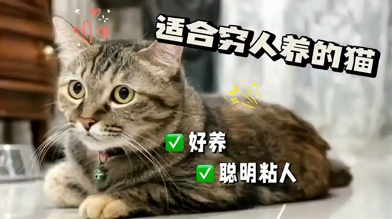 建議窮人養的10種貓