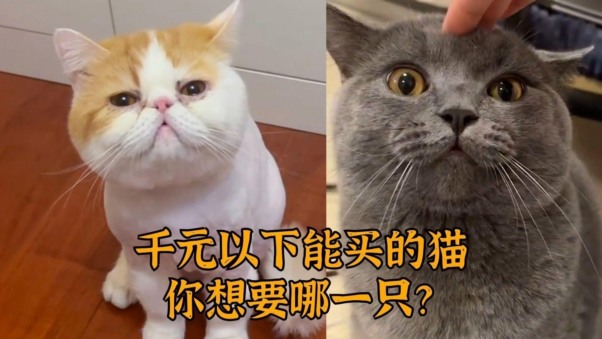 建議窮人養的10種貓